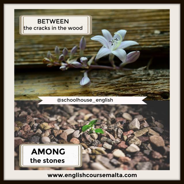 infographic plant between 2 pieces of wood and 2nd picture of plant among stones